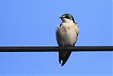 Mangrove Swallow